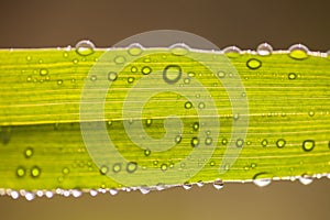 Water drops on leaf