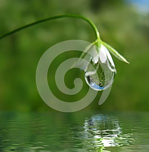 Droplet on flower