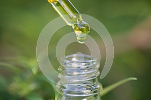 Droplet hemp oil into a glass bottle, CBD Hemp oil, Concept of herbal alternative medicine.Scientific research