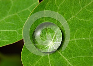 Droplet on leaf