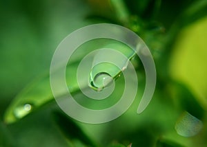 Droplet on Leaf