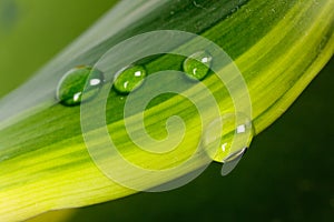 Droplet of morning dew on a leaf