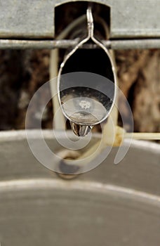 Droplet off spigot in maple tree to make maple syrup