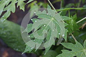 Droplet on papaya leaf