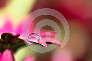 Droplet on pink petal