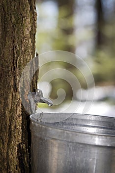 Droplet of sap flowing from the maple tree
