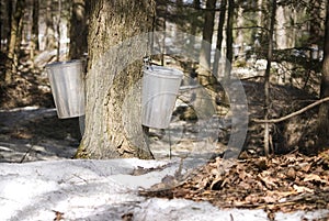 Droplet of sap flowing from the maple tree