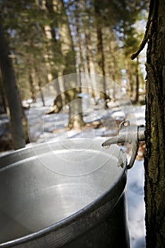 Droplet of sap flowing from the maple tree