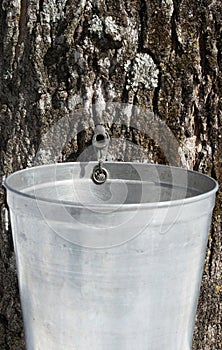 Droplet of sap flowing into a pail to produce maple syrup