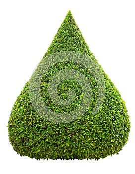 Droplet shape trimmed topiary tree isolated on white background for formal Japanese and English style artistic design garden