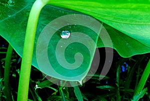 Droplet water of a aroid leaf