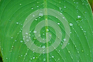 Droplet of water on green leaf