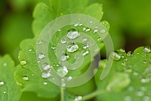 Droplet. Water. Leave. Background