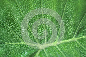 The droplet of water from raindrops on fresh green giant leaflet of Elephant ear plant`s leaf