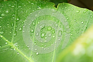 The droplet of water from raindrops on fresh green giant leaflet of Elephant ear plant`s leaf