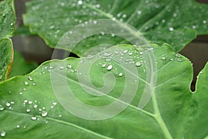 The droplet of water from raindrops on fresh green giant leaflet of Elephant ear plant`s leaf