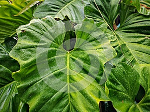 The droplet of water from raindrops on fresh green giant leaflet of Elephant ear plant`s leaf, cover on pattern of vein and skin