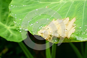 The droplet of water from raindrops on fresh green giant leaflet of Elephant ear plant`s leaf, cover on pattern of vein and skin