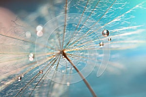 The droplet of water on the seed of dandelion . Dandelion on a turquoise background. Selective focus