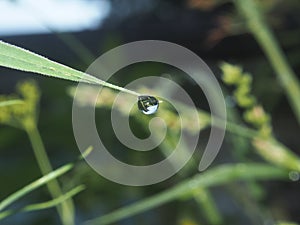 The droplet of water on the tip of a leaf of grass. In the droplet you can see the reflection of the surrounding vegetation.