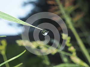 The droplet of water on the tip of a leaf of grass. In the droplet you can see the reflection of the surrounding vegetation.