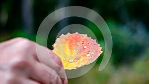 Droplets on an autumn leaf