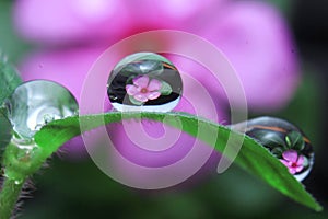 water droplets on leaf, flower reflection