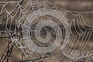 Droplets in a Cobweb