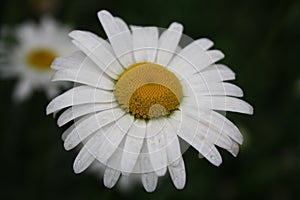 Droplets on Daisy