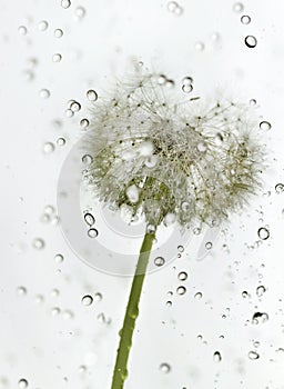 Droplets dandelion.