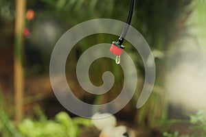 Droplets from the drip irrigation system used to water the young plants of  kitchen garden plants