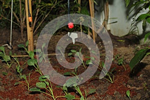 Droplets from the drip irrigation system used to water the young plants of  kitchen garden plants