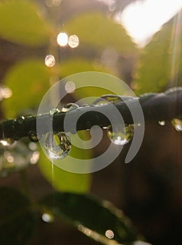 Droplets on a wire