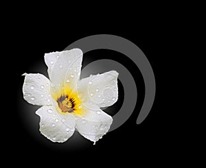 Droplets on flower isolated