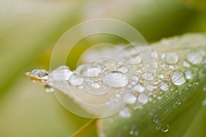 Droplets on a Ginkgo biloba