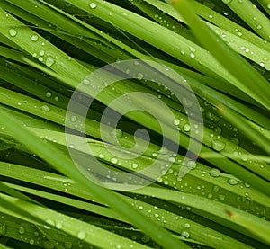 Droplets on grass