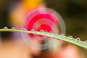 Droplets on grass