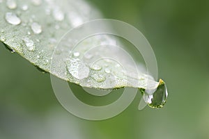 Droplets on a green leaf, close-up, macro shot. Blurred background