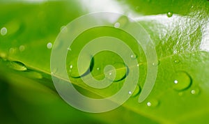 Droplets on green leaf, Nature background close up