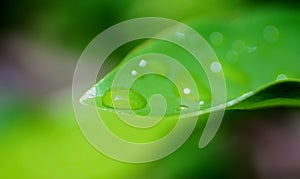 Droplets on green leaf, Nature background close up