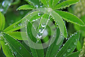 Droplets on green vegetation