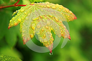 Droplets on green vegetation