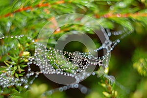 Droplets hanging on spider-web