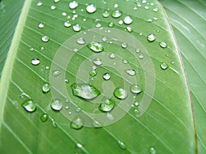 Droplets on a leaf