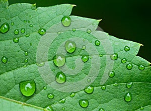 Droplets on leaf