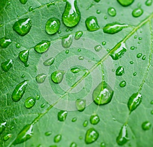 Droplets on leaf