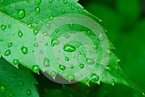 Droplets on leaf