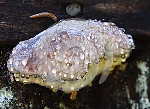 Droplets on Mushroom in Willamette National Forest