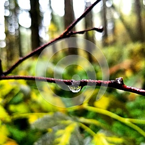 Droplets of nature