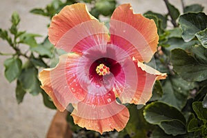 Droplets on an open hibiscus